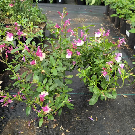 Szałwia greggii Mirage Rose Bicolour (C2)