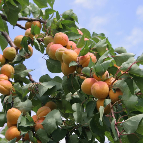 Morela Orange Red Plant Pack
