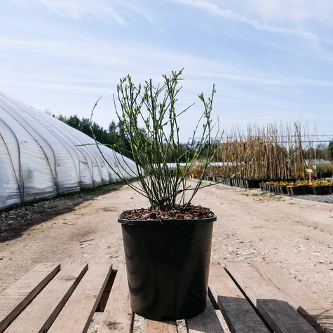 Szczodrzeniec Żarnowiec Zeelandia kremowo-różowy (C2)