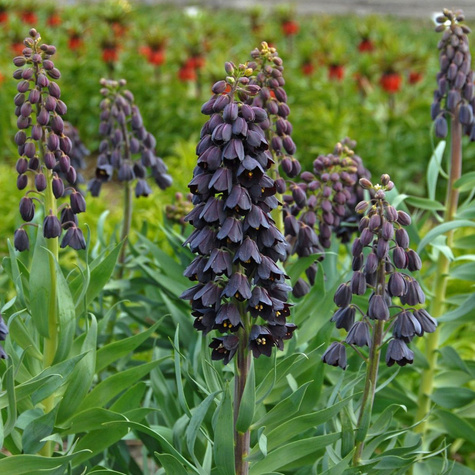 Szachownica Perska Cesarska Korona