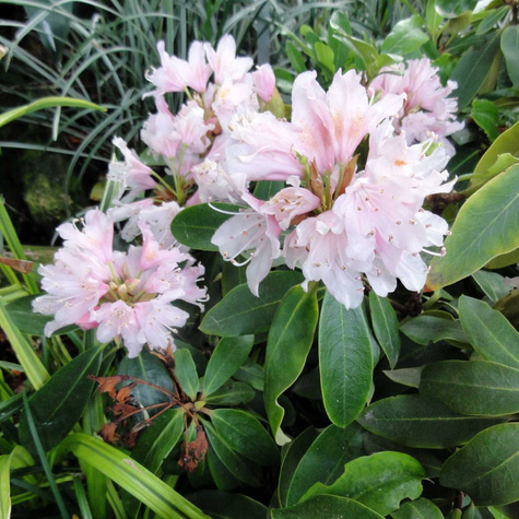 Różanecznik wielkokwiatowy 'Cunningham's Blush'