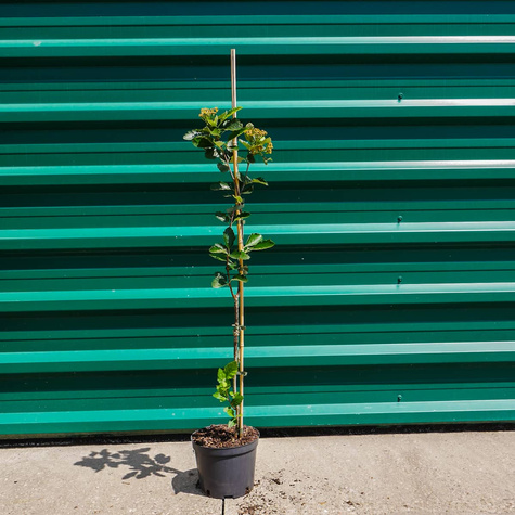 Jarząb szwedzki Brouwes