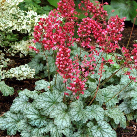 Żurawka amerykańska Dale's Strain