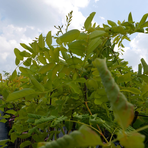 Robinia Akacjowa Akacja Złota Frisia Szczepiona Na Pniu