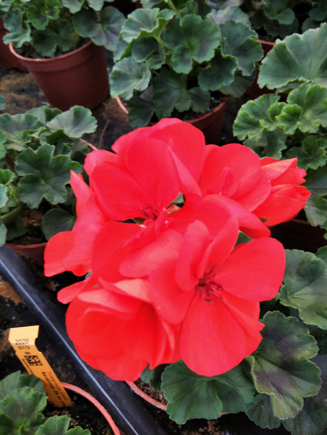 Pelargonia stojąca pomarańczowa Piękne sadzonki