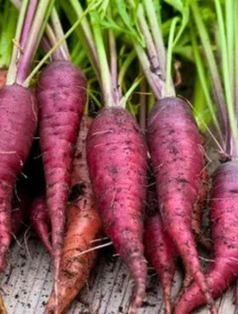 Marchew pastewna Krystyna czerwona cena za 0,2 kg