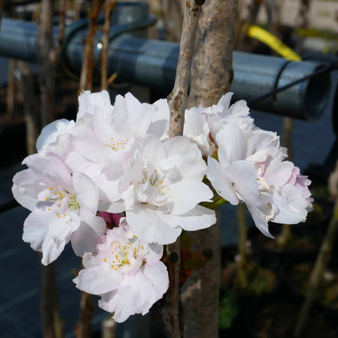 Wiśnia Piłkowana Amanogawa Kolumnowa