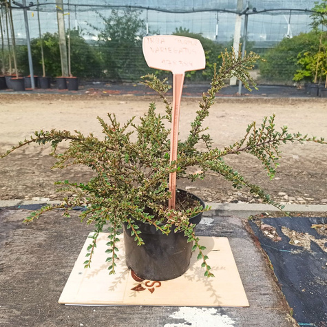 Irga purpurowa Variegatus (C2)