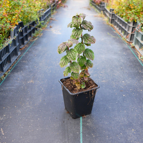 Dereń świdwa Compressa (C2)