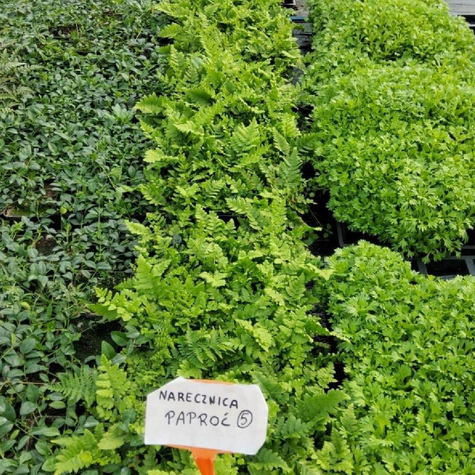Nerecznica grzebieniasta Paproć (C2)