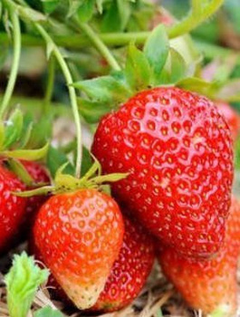 Zestaw Truskawka Elsanta FRIGO 10szt