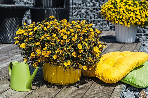 Portulaka zwisająca żółta