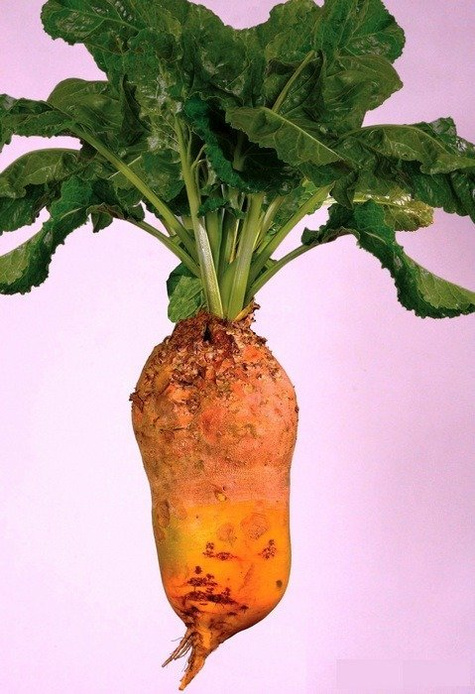 Burak pastewny jednokiełkowy otoczkowany cena za 0,5 kg