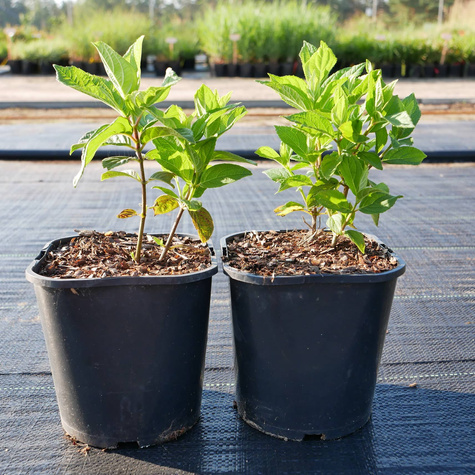 Hortensja bukietowa Summer Snow (C2)