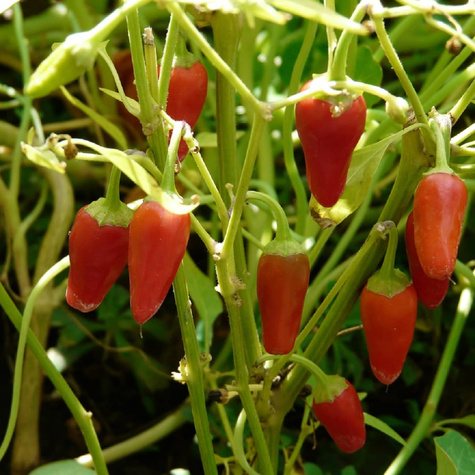 Papryka ostra MINI OGRÓD 0,2g