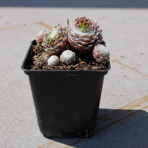 Rojnik pajęczynowaty Mix (C2)