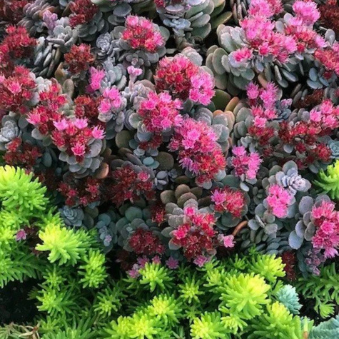 Rozchodnik mieszańcowy Sunsparkler Blue Elf (C2)