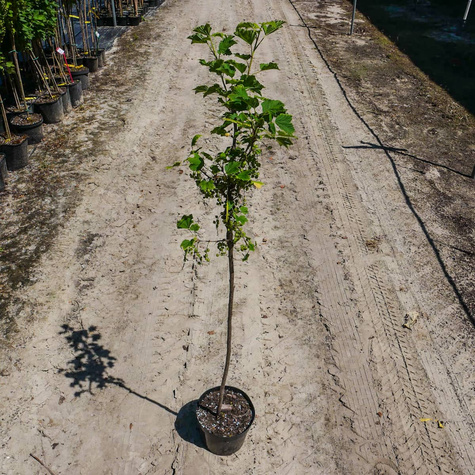 Porzeczka czerwona Rolan na pniu w doniczce