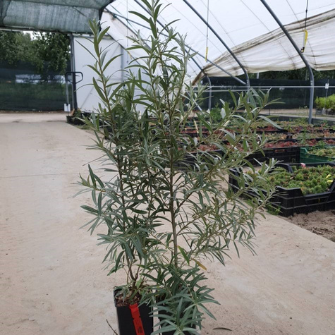 Rokitnik pospolity Złoto Syberii Podarok Sadu żeńska