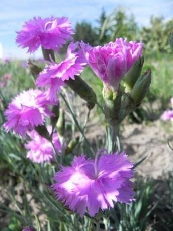 Goździk pierzasty Double Rose (C2)