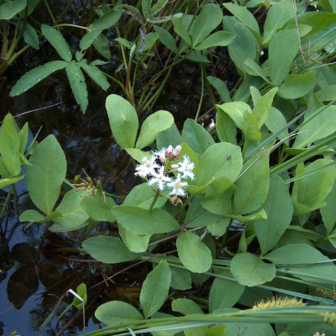 Bobrek trójlistkowy (P9)