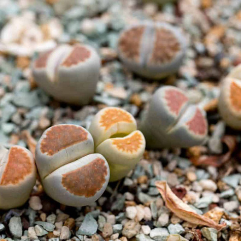 Żywe kamienie szczęścia 20 szt.