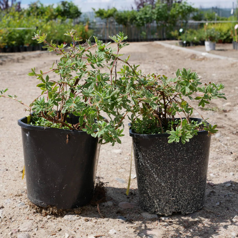 Pięciornik krzewiasty Tangerin (C2)