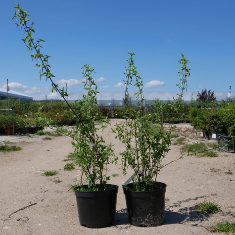 Jaśminowiec Erectus (C2)