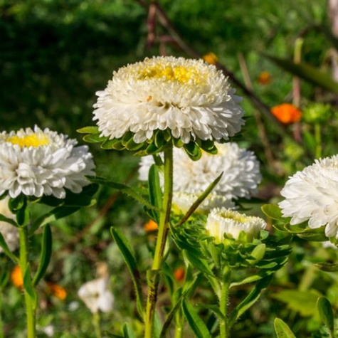 Aster książęcy Milena biały 1g