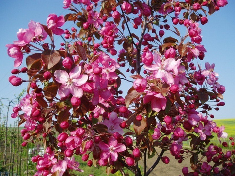 Jabłoń ozdobna rajska Royality