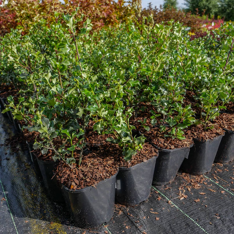 Ostrokrzew Blue Angel żeński (C2)