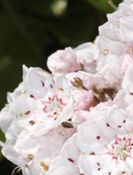 Kalmia szerokolistna Zebulon (C2)