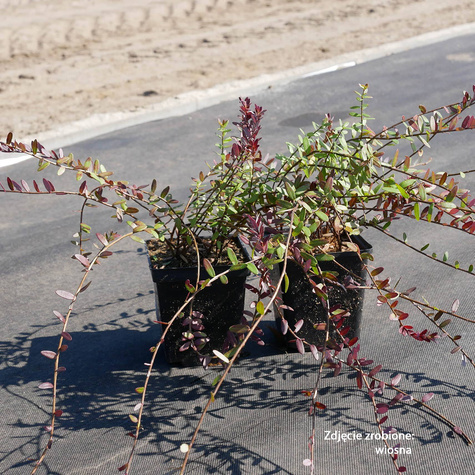 Żurawina wielkoowocowa Stevens bardzo plenna