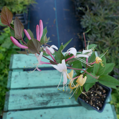 Wiciokrzew Browna Dropmore Scarlet (P9)