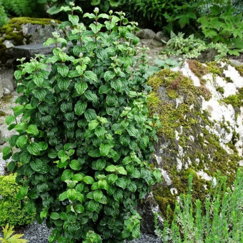 Dereń świdwa Compressa (C2)