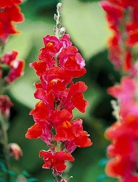 Wyżlin Lwia Paszcza wysoka czerwona 0,5g