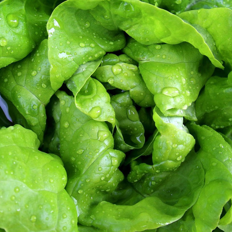 Nasiona na taśmie Sałata masłowa Cud Voorburgu