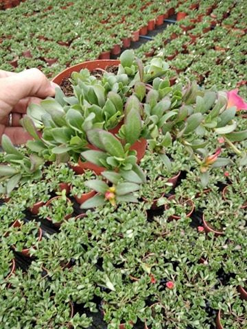 Portulaka zwisająca biało-purpurowa