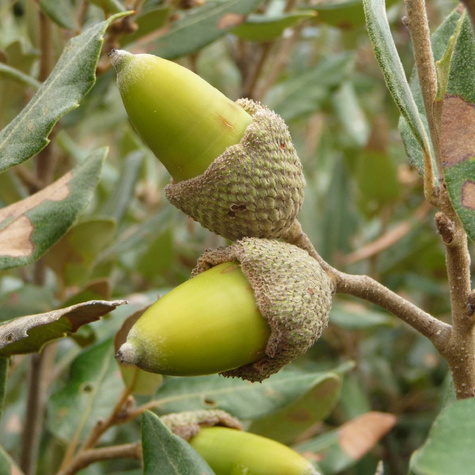 Dąb ostrolistny (C2)