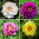 Peonia Piwonia drzewiasta 1 szt. mix kolorów (C2)