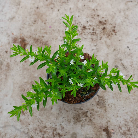 Kufea hyzopolistna biała Mirt SADZONKA Zimozielona