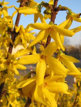 Forsycja pośrednia (C2)