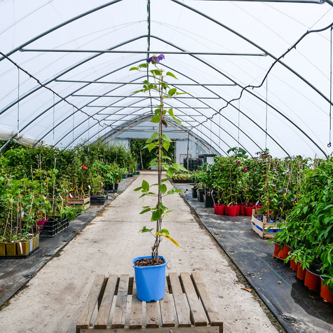 Powojnik Clematis wielkokwiatowy Generał Sikorski