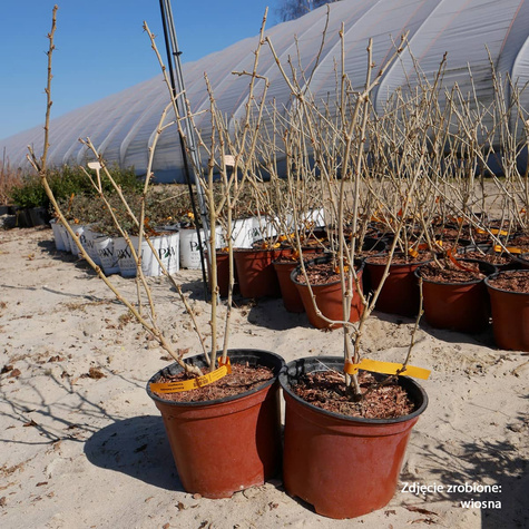 Kolcosił Siebolda Variegatus