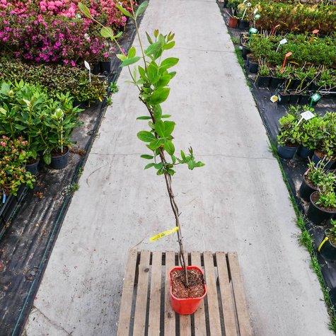 Wiciokrzew hecrota American Beauty pachnący (C2)