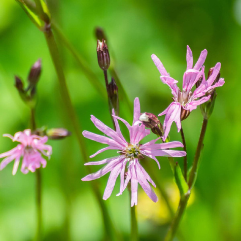 Firletka poszarpana Nana (C2)