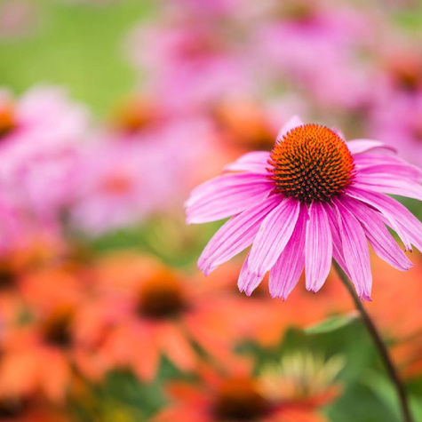 Rudbekia purpurowa 0,5g Vilmorin