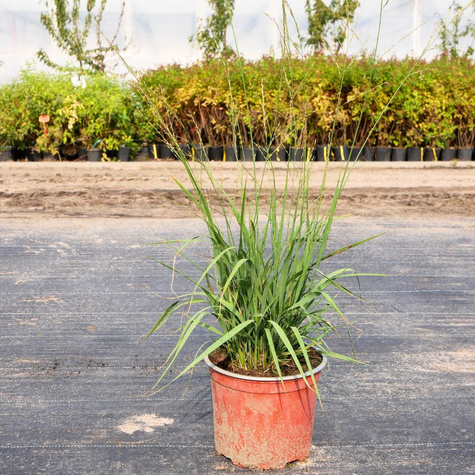 Trzęślica trzcinowata Karl Förster (C2)