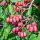 MINI KIWI Aktinidia Ostrolistna Scarlet September Kiwi żeńska (C2)