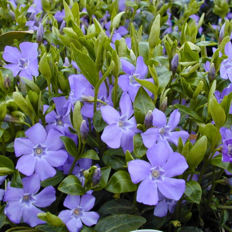 Barwinek pospolity Hawaii (C2)